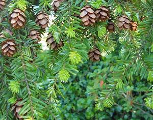 Western Hemlock